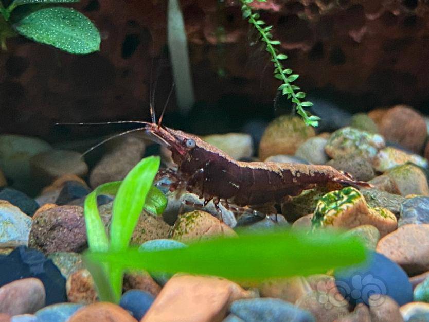 这种体色的黑壳虾怎么样