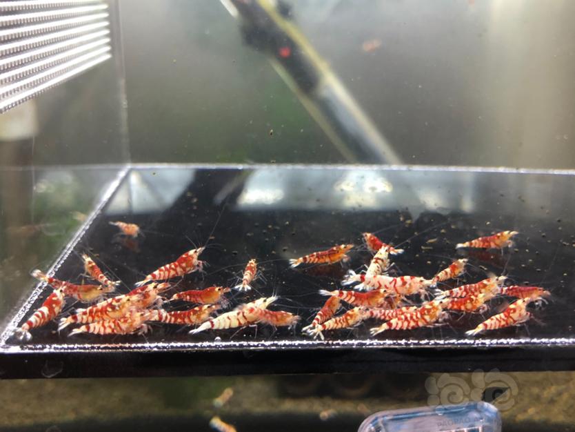 【虾】2020-10-08#RMB拍卖红花虎淘虾25只-图5