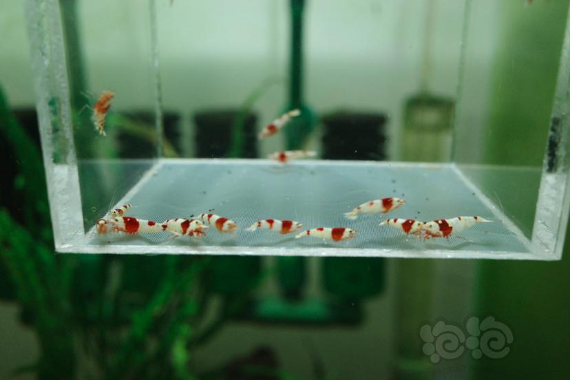 【虾】2020-10-2#RMB拍卖纯血红白水晶虾15只-图2