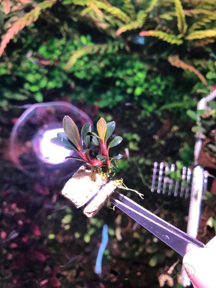 出辣椒榕卡佩特4