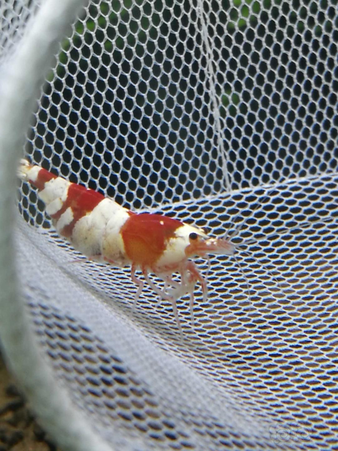 【虾】2020-10-17#RMB拍卖#红白繁殖组1公2母一母抱蛋-图6