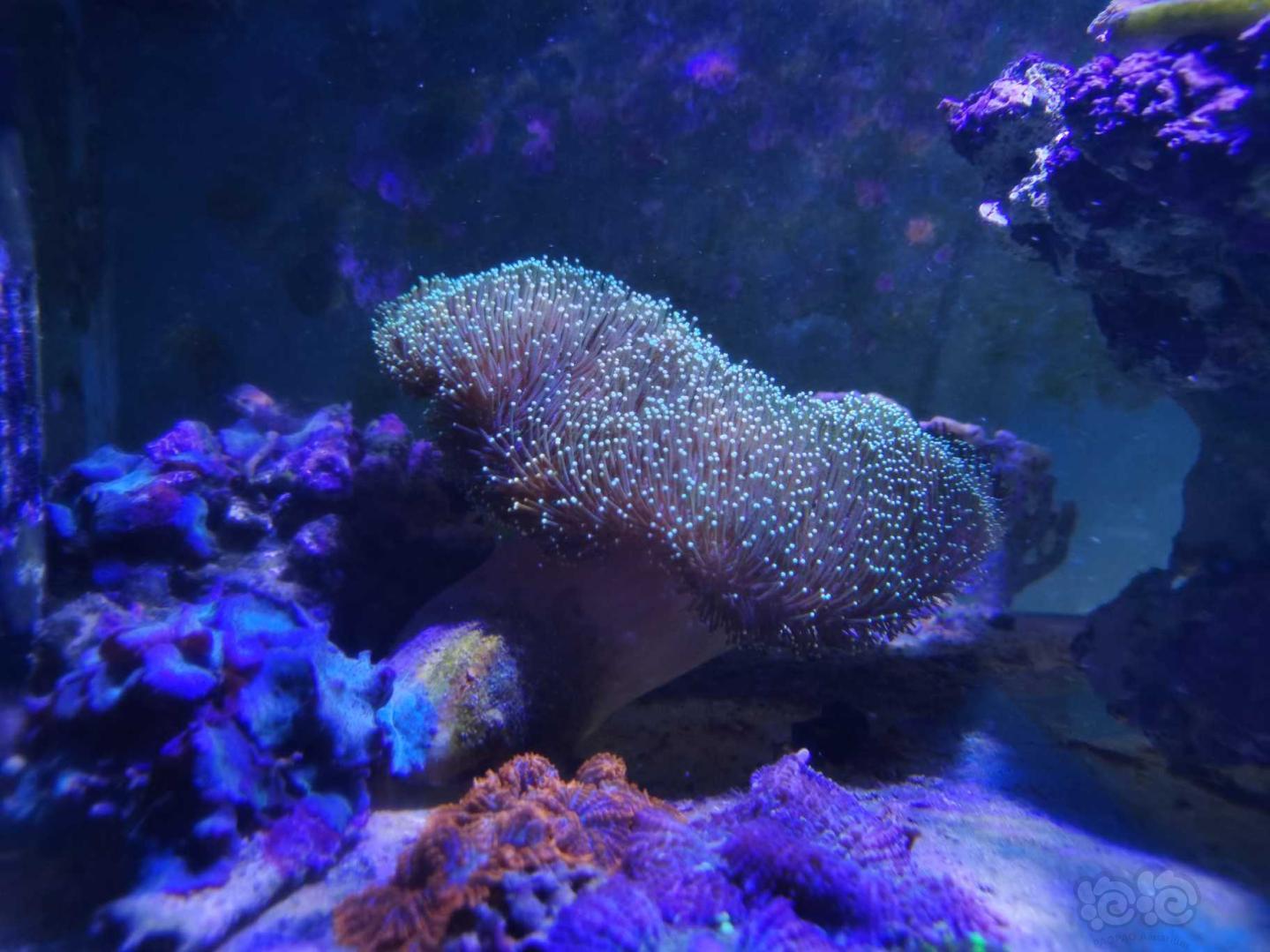 珊瑚的魔力，越看越想拥有它😂😂-图1