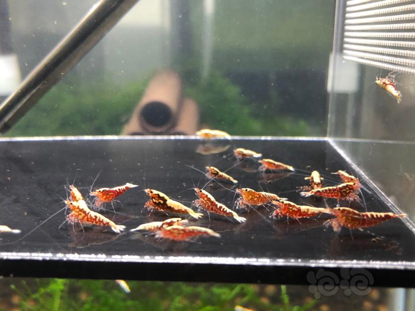 【虾】2020-10-24#RMB拍卖红银河鱼骨淘汰小虾20只-图3
