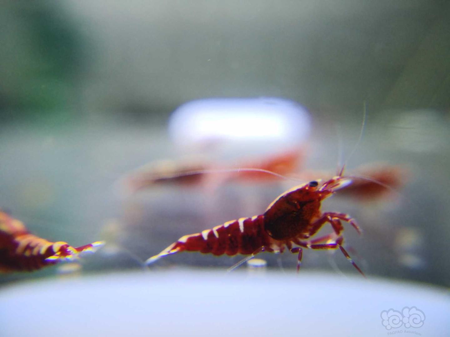 【虾】2020-10-10#RMB拍卖红银河水晶虾-图7