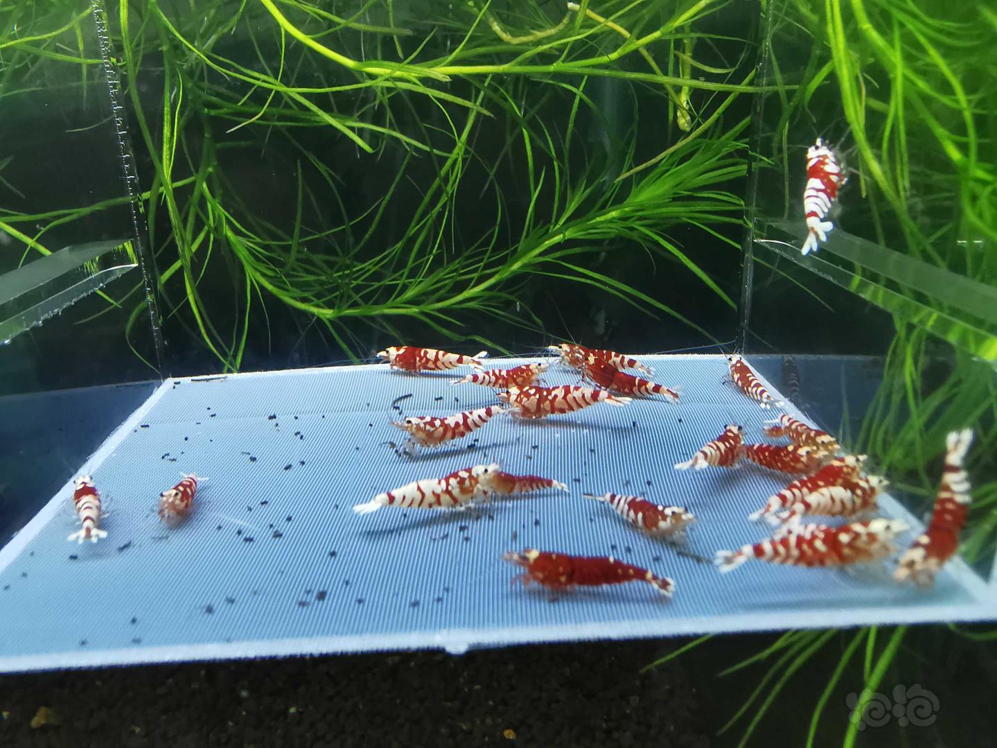 【虾】2020-10-18#RMB拍卖#太极红花虎水晶虾一份22只-图3