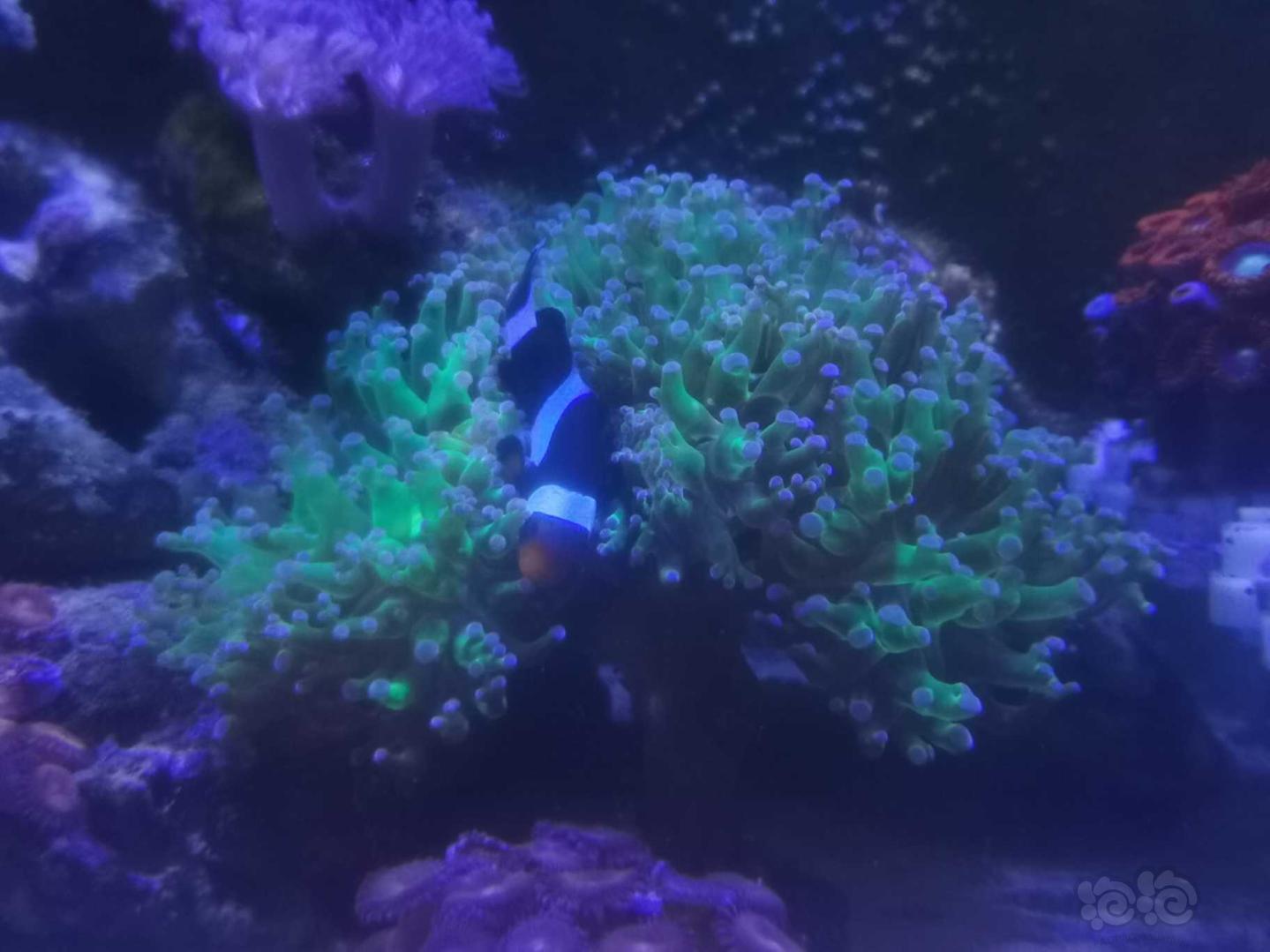 珊瑚的魔力，越看越想拥有它😂😂-图6