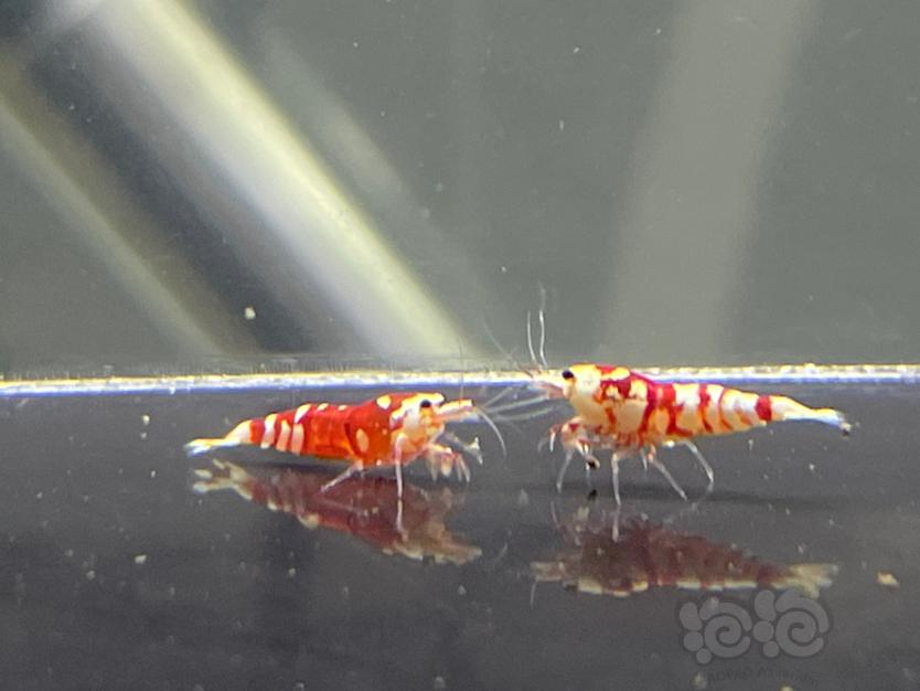【虾】2020-10-27#RMB拍卖红花虎小虾6只-图4