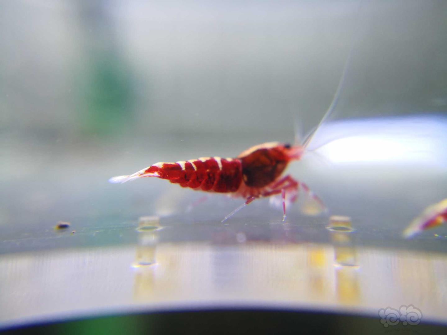 【虾】2020-10-10#RMB拍卖红银河水晶虾-图2