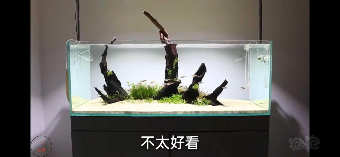 【水草】【求购】北京新手佛系收40缸紫柚木枝条-图2