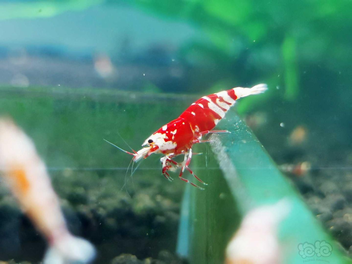 【虾】2020-10-26#RMB拍卖红花虎母虾一只-图2