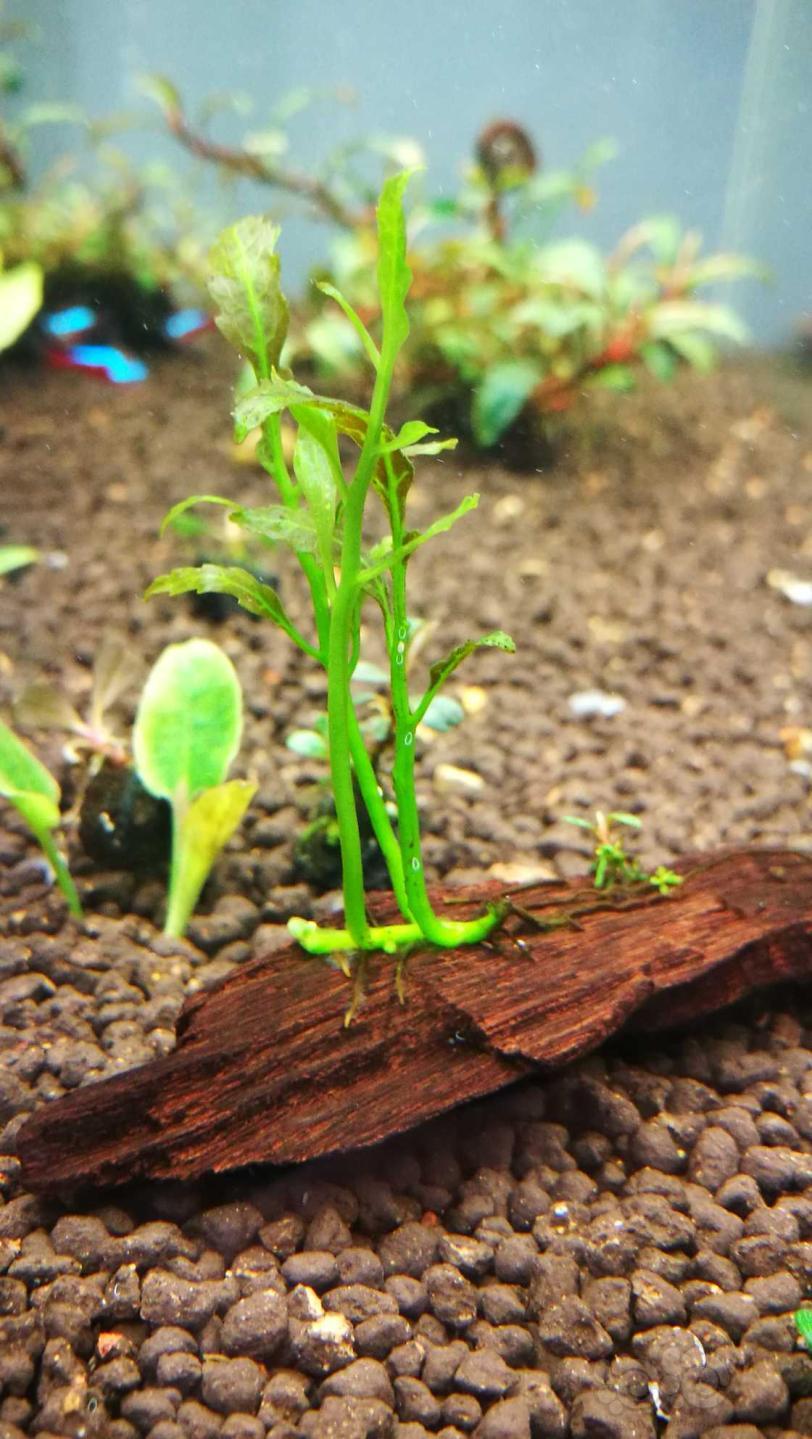 粉线欧霸椒草，稀有蕨-图10
