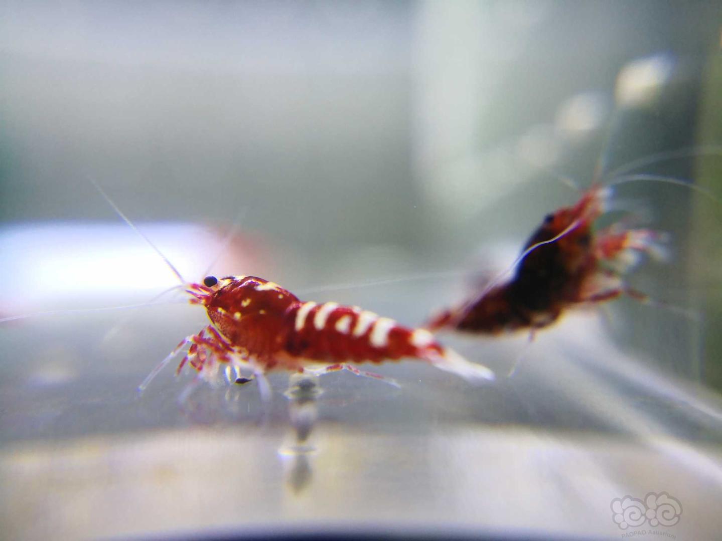 【虾】2020-10-10#RMB拍卖红银河水晶虾-图6