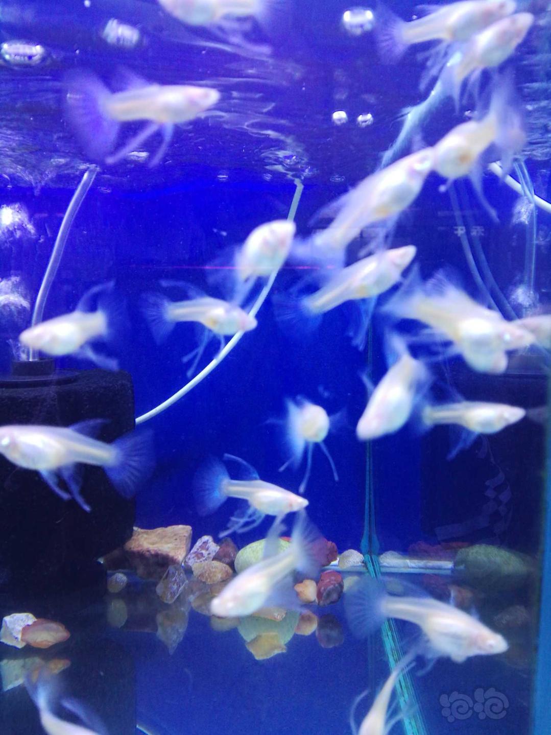 蓝白孔雀鱼繁殖中-图1