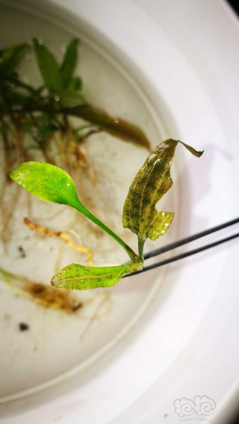 粉线欧霸椒草，稀有蕨-图5