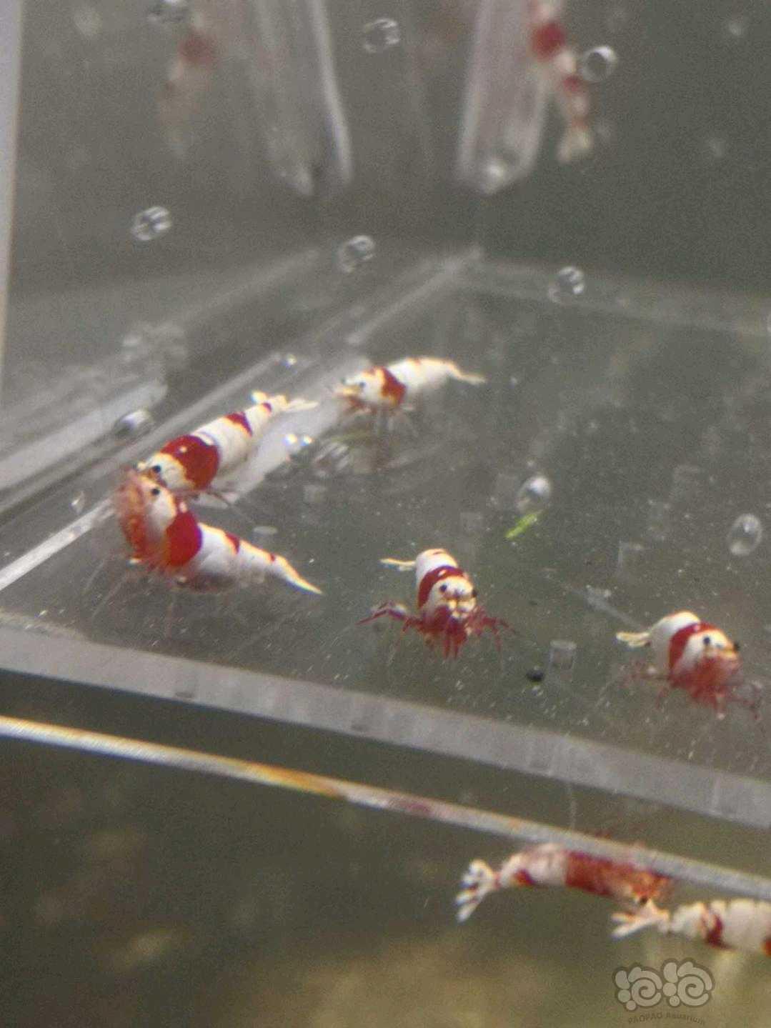 出售纯血红白，新成母虾繁殖组-图2