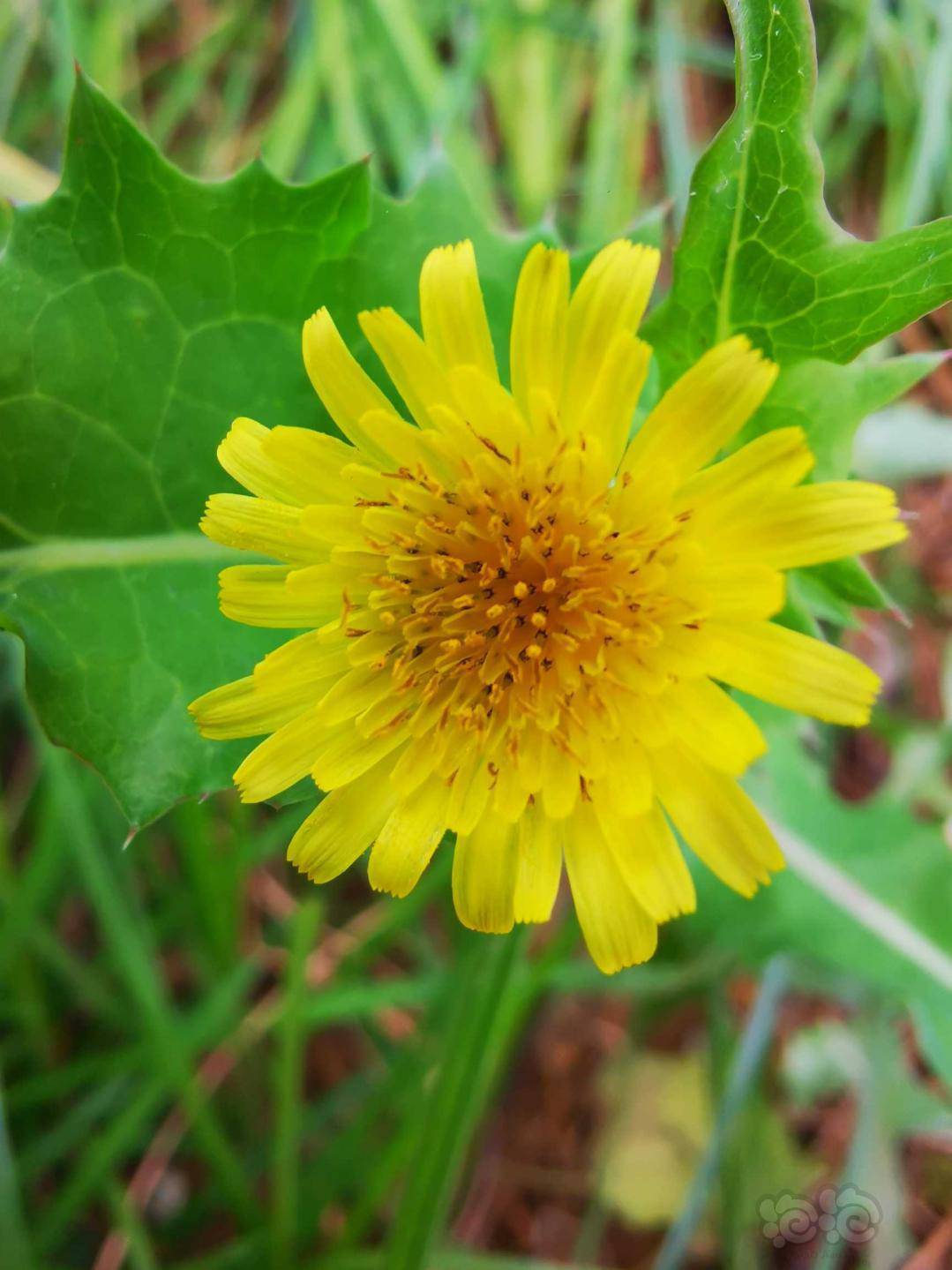 野拍一朵小黄花