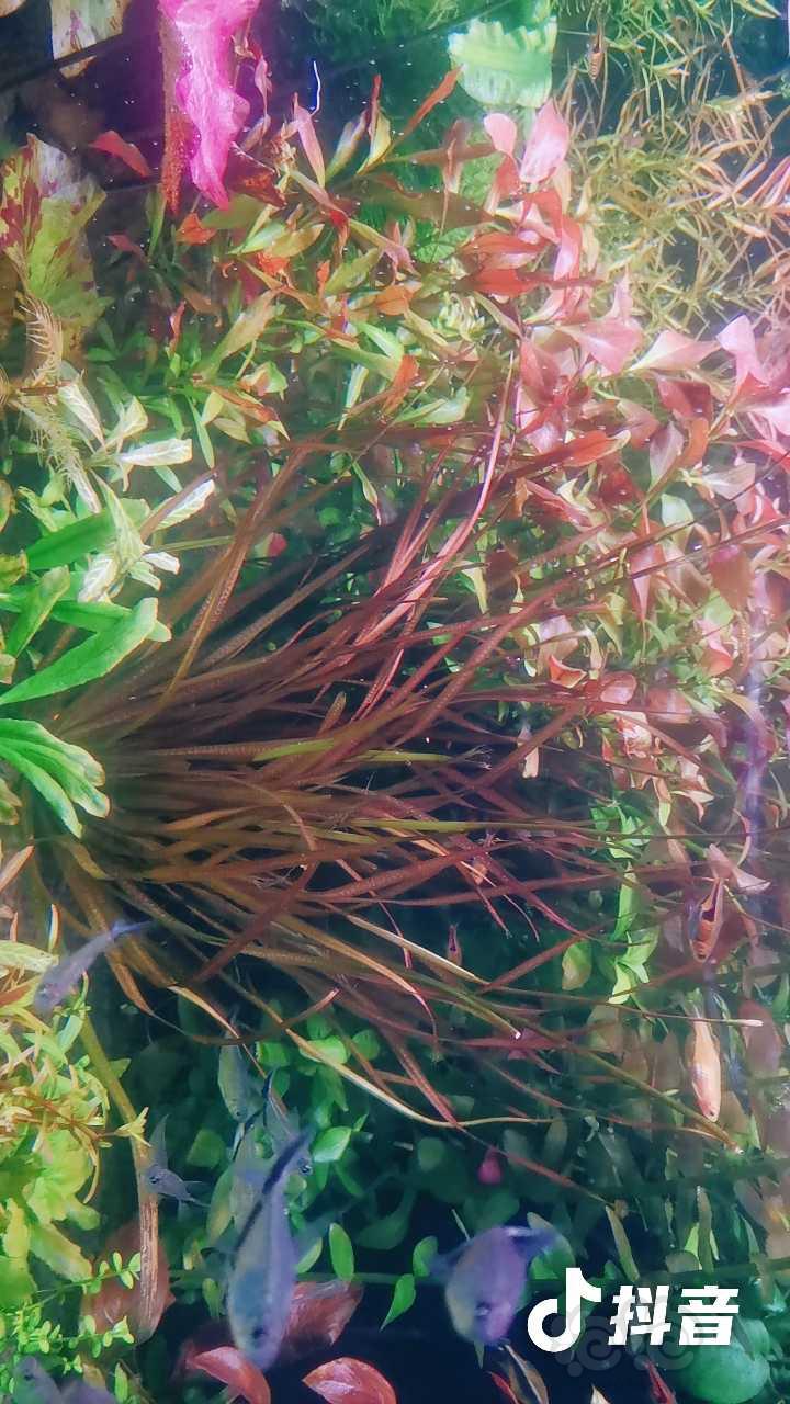 求大神讲解红箦藻怎么繁殖-图2