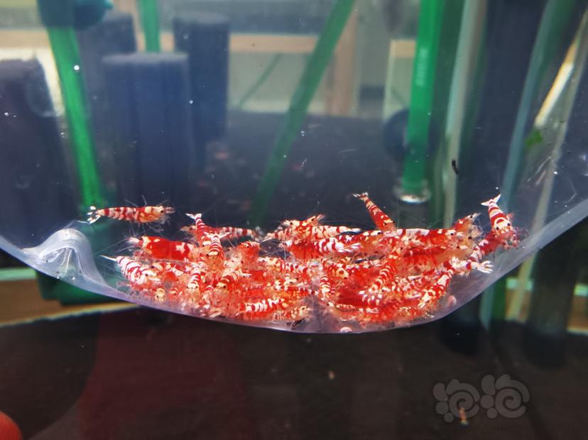 【虾】2020-10-21#RMB拍卖红花虎淘汰幼虾一组100只-图3