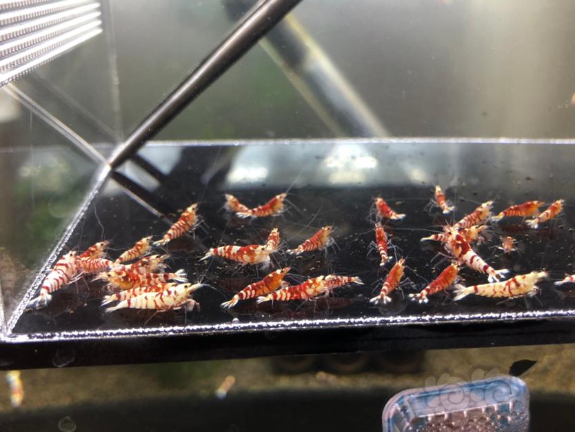 【虾】2020-10-08#RMB拍卖红花虎淘虾25只-图2