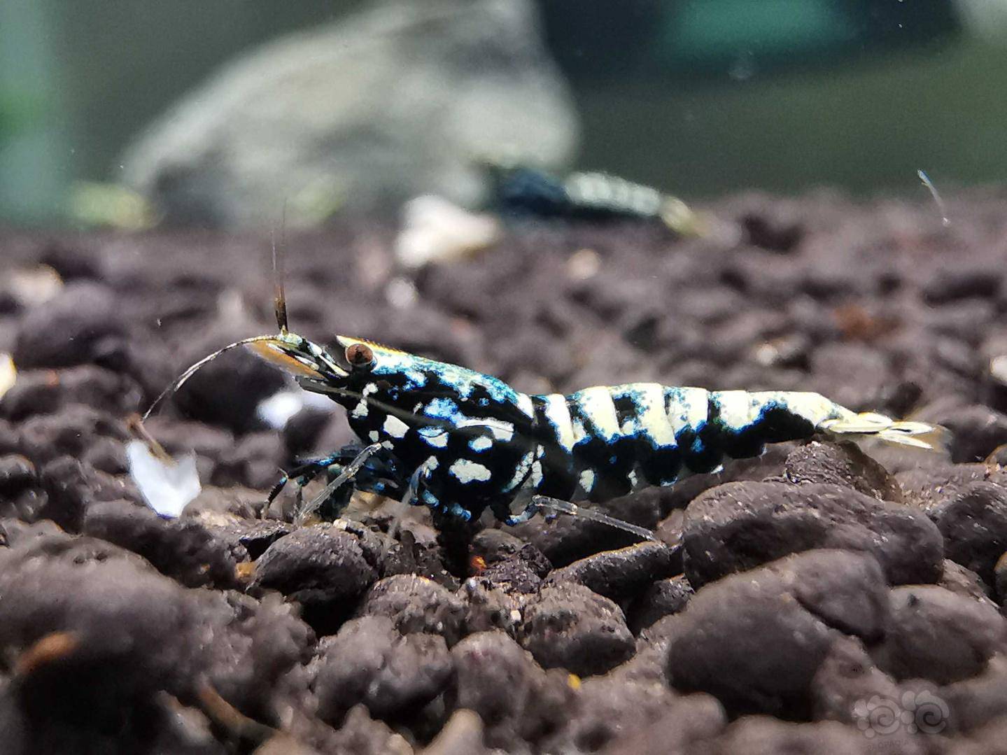 20201020rmb拍卖黑银河星钻水晶虾一份6只