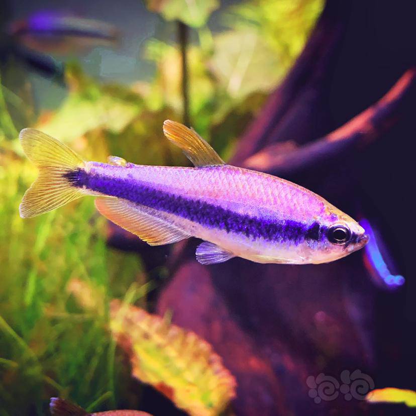 灯科鱼给最爱的一条皇后加点色彩碰瓷一下毒药