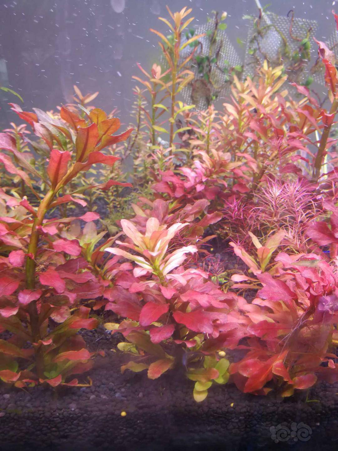 【水草】便宜处理雨裂大红叶红太北美丁香