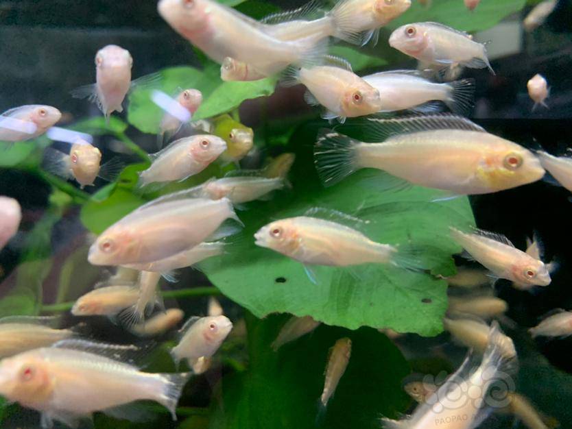 热带鱼清缸出白化红肚凤凰野生色红肚凤凰燕尾红剑