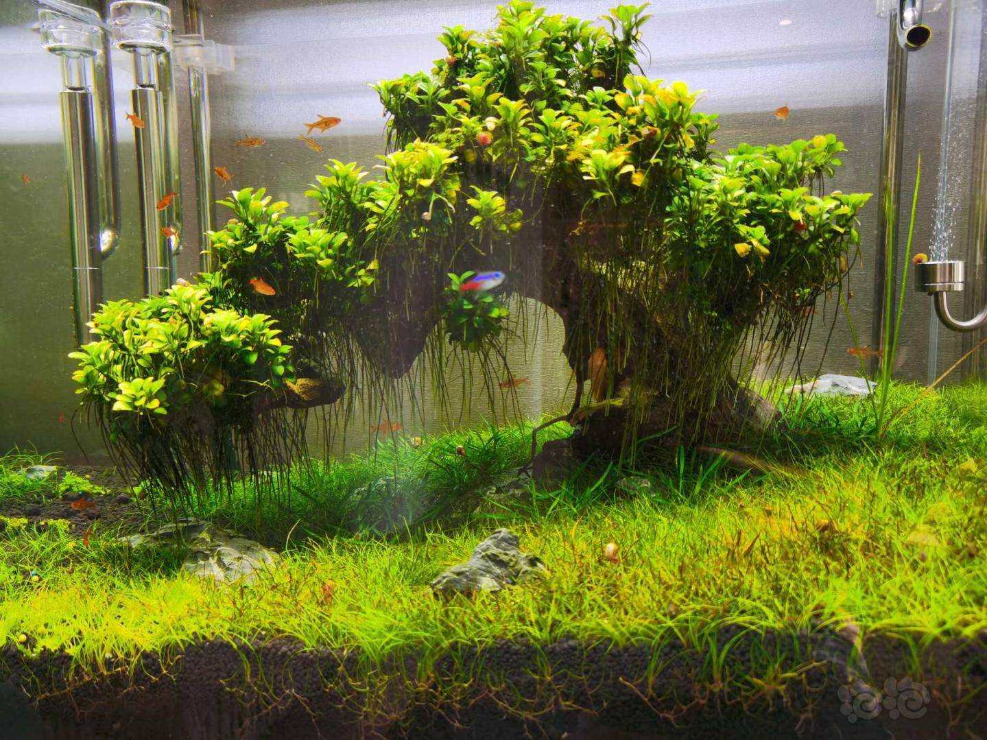 迷你牛毛发黄 发黑 泡泡水族