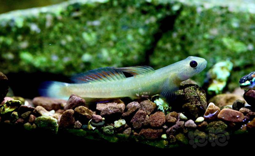 漂亮的宿务虾虎