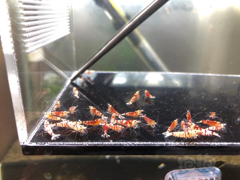 【虾】2020-10-08#RMB拍卖红花虎淘虾25只-图1