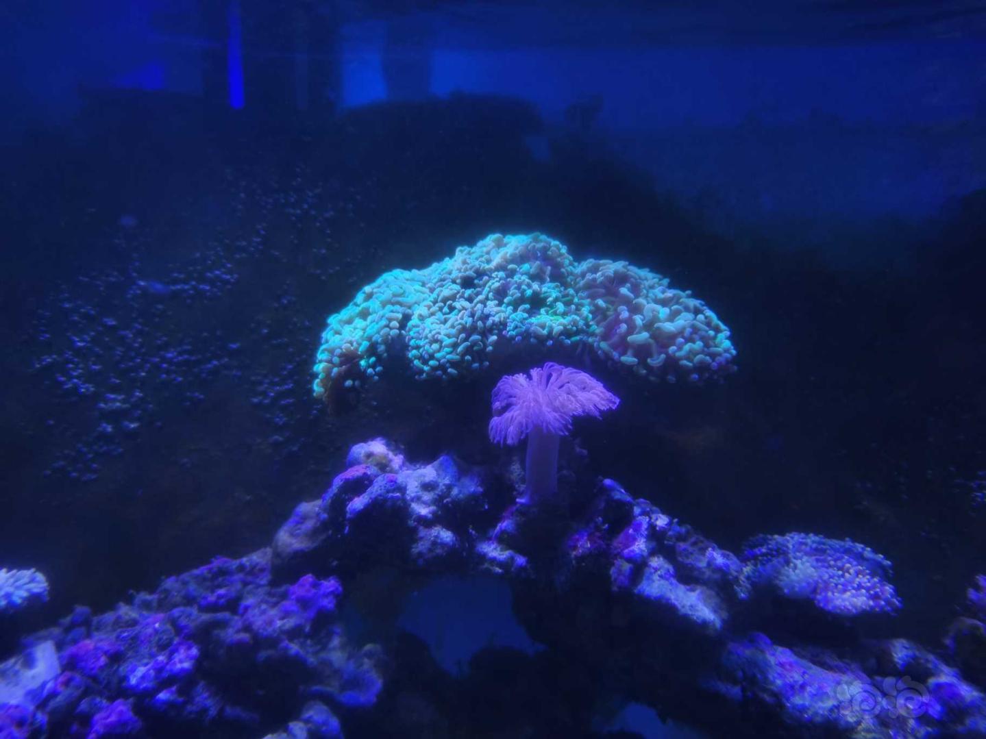 珊瑚的魔力，越看越想拥有它😂😂-图5
