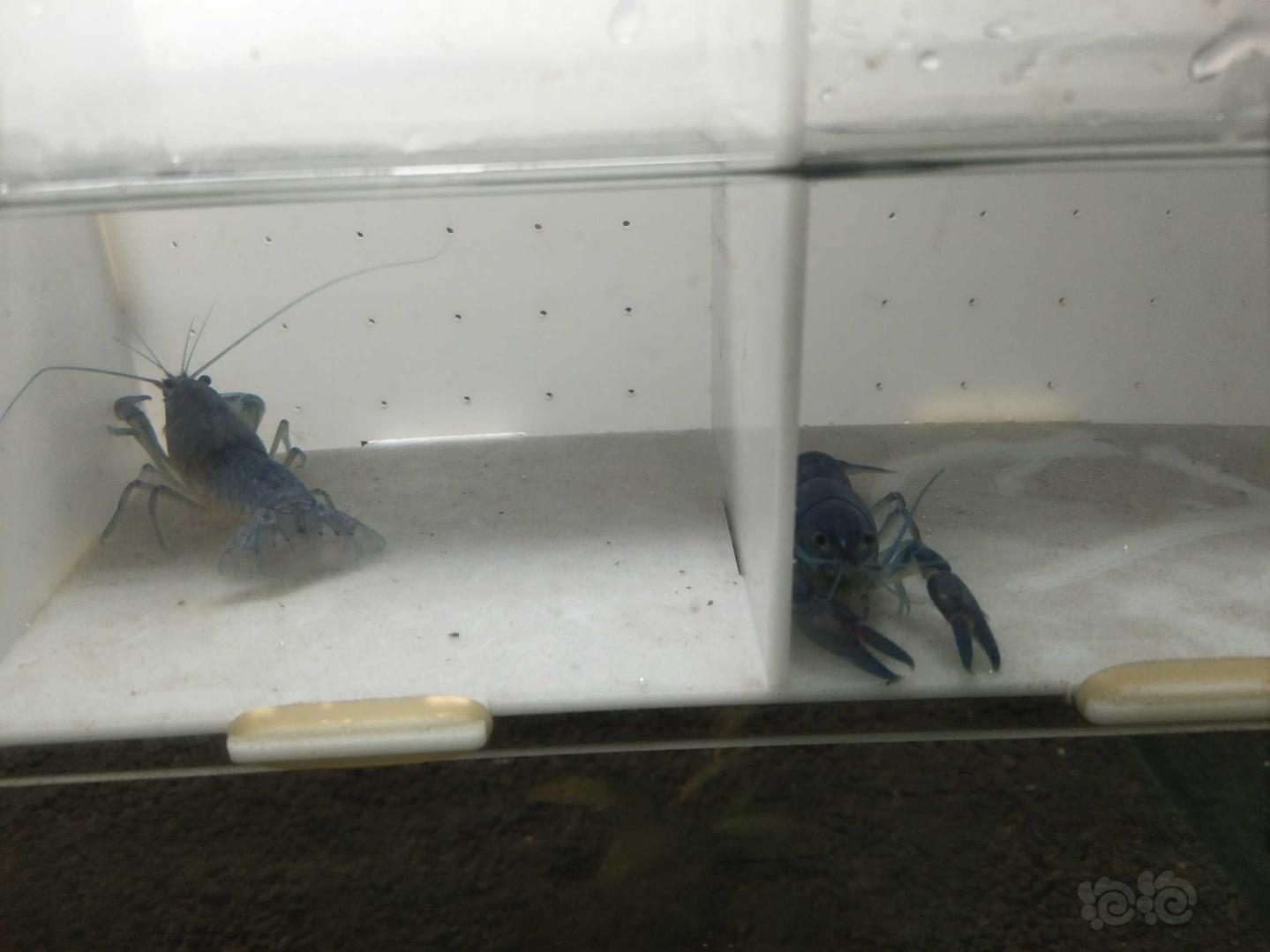 【虾】2020-10-11#RMB拍卖人工天空蓝魔虾一份两只-图1