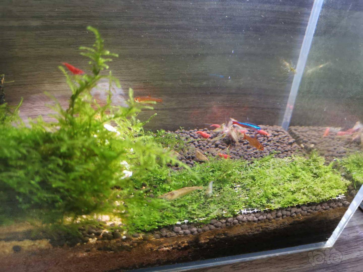 珊瑚莫斯发黑 宝莲灯没东西吃-图3