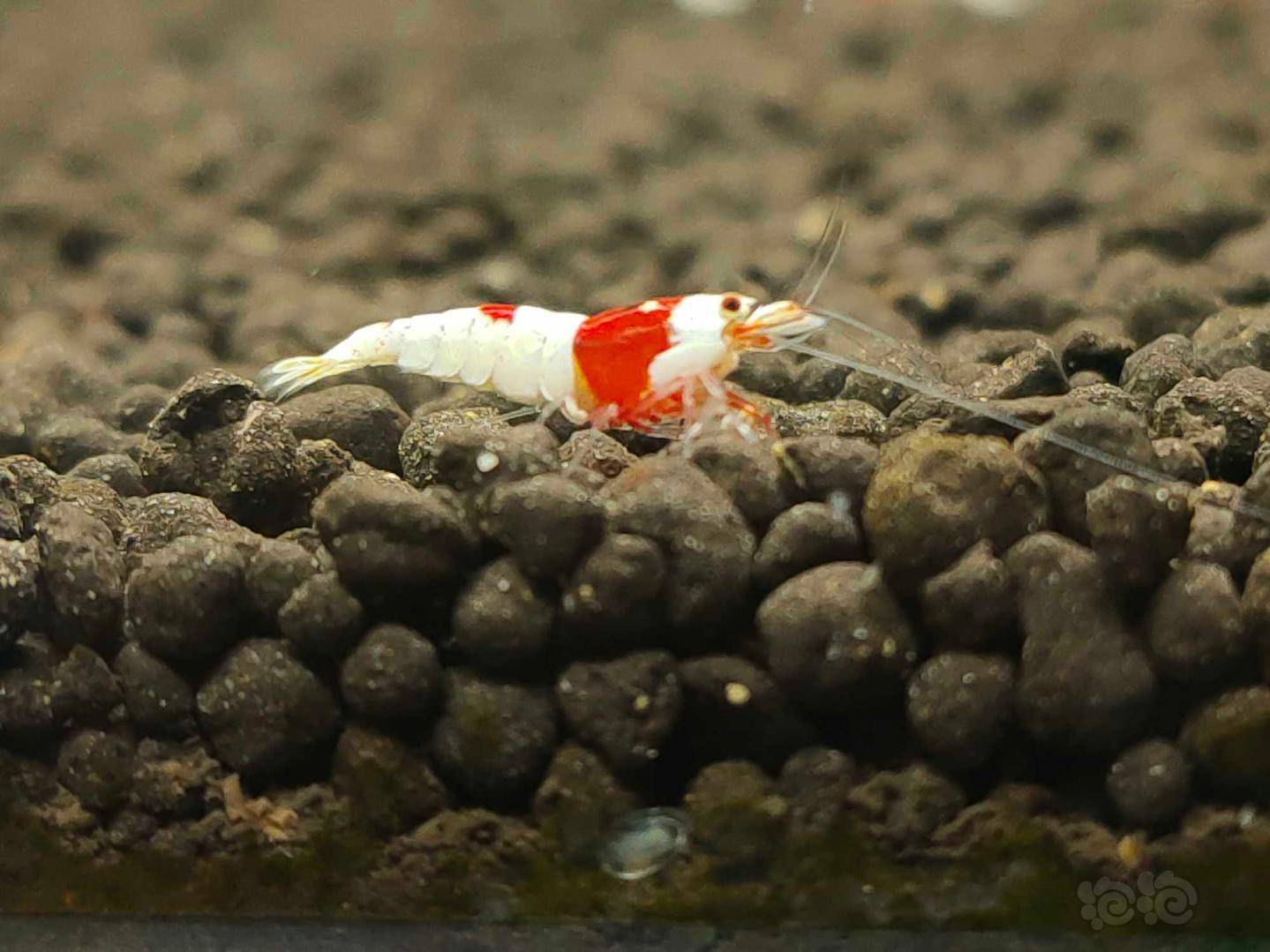 20201018rmb拍卖纯血水晶虾8只