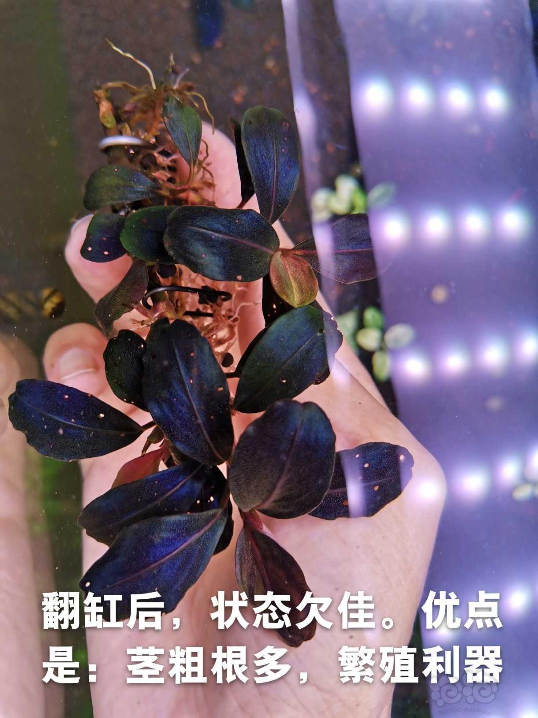 【辣椒榕】出13玄武繁殖茎、黑天使小头和扶摇厚海-图2