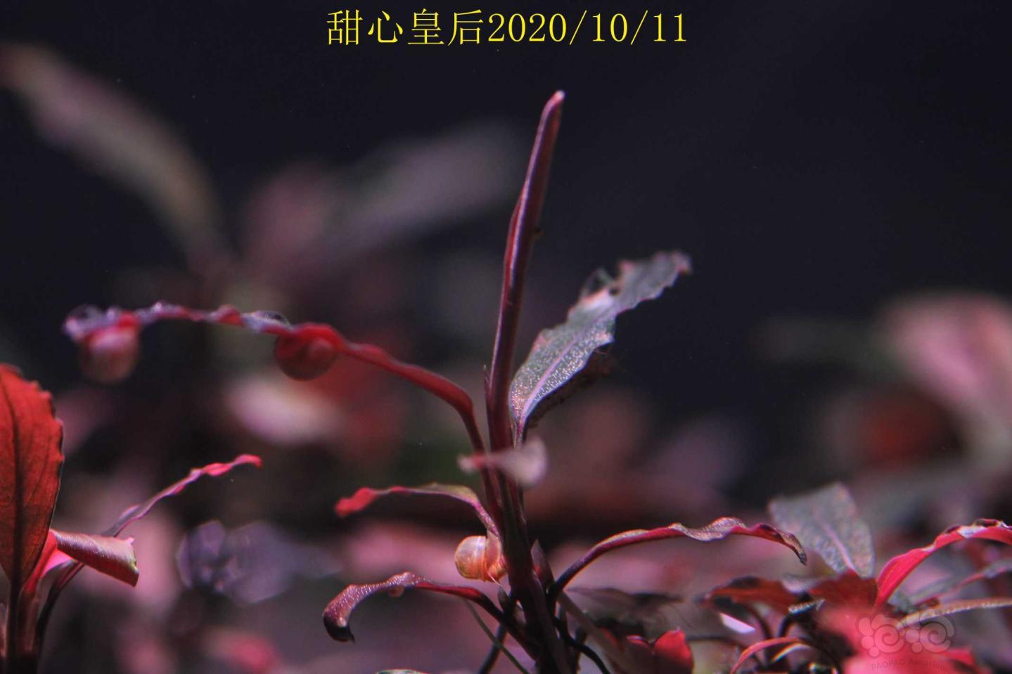 甜心皇后记录2020/10/12-图20