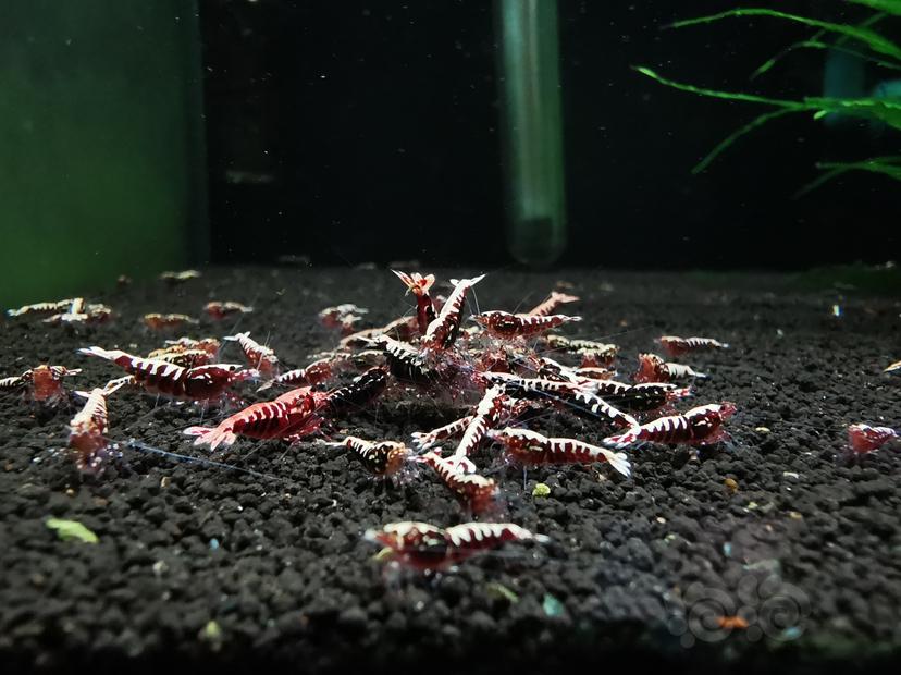 【虾】2020-10-09#RMB拍卖红银河鱼骨幼虾一组30只-图1