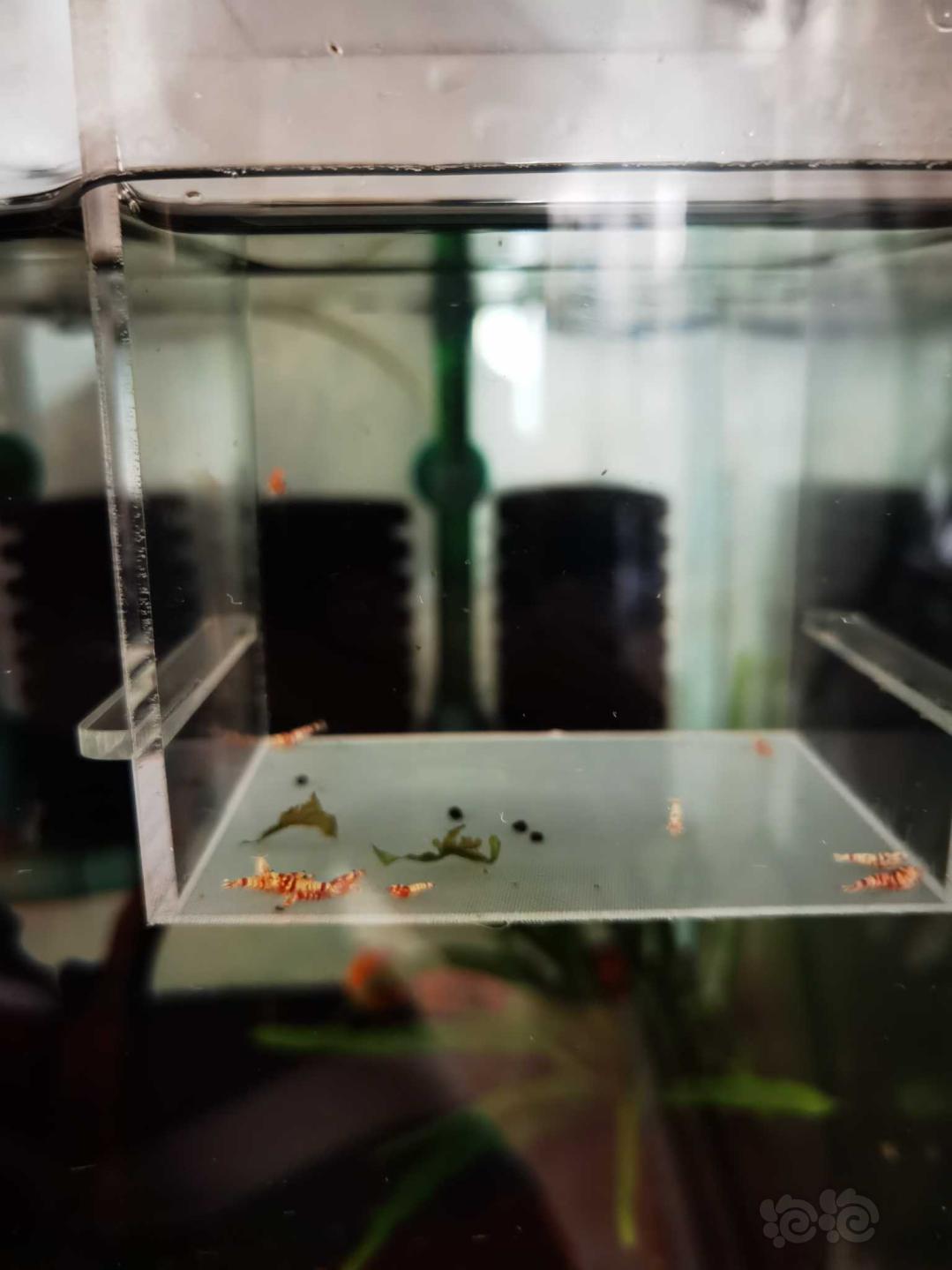 【虾】2020-10-11#RMB拍卖红花虎一份-图3