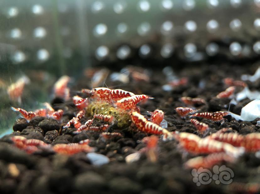 【虾】2020-10-31#RMB拍卖 红银河幼虾10只-图2
