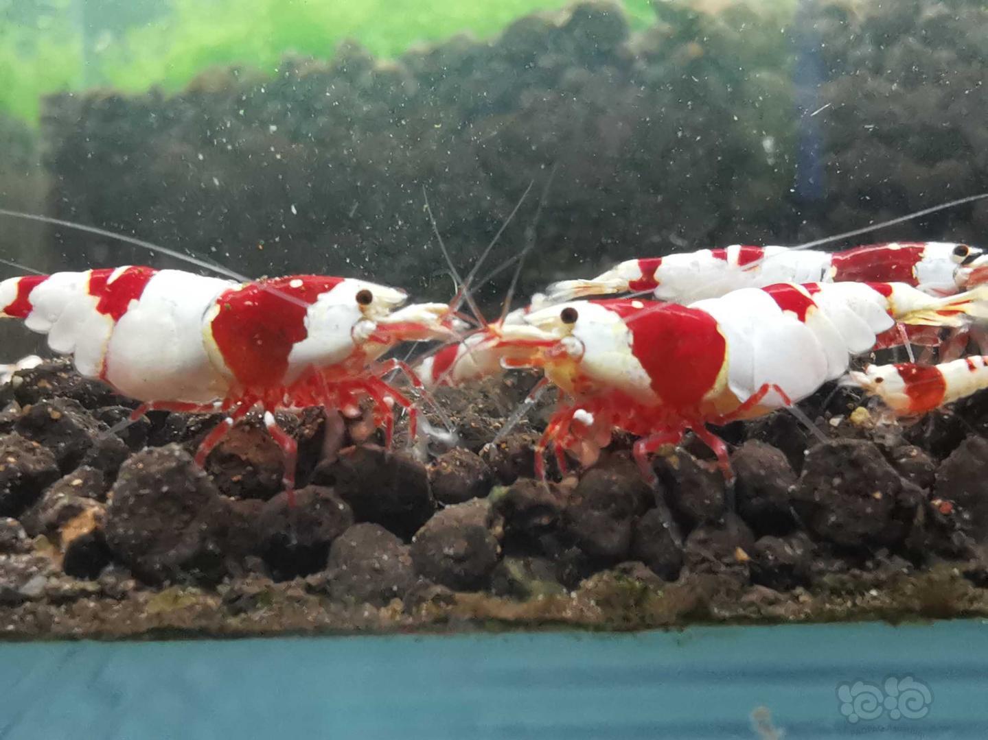经典红白水晶虾-图4