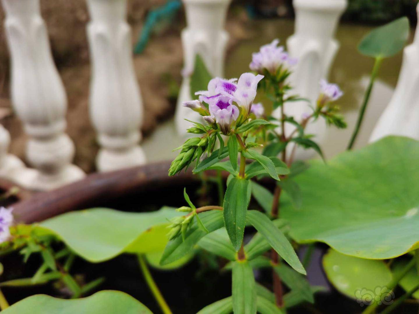 大宝塔的水上叶开花了.