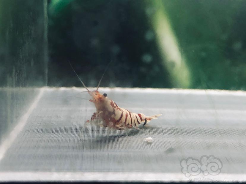 【虾】2020-10-12#RMB拍卖太极红花虎公虾一只-图1