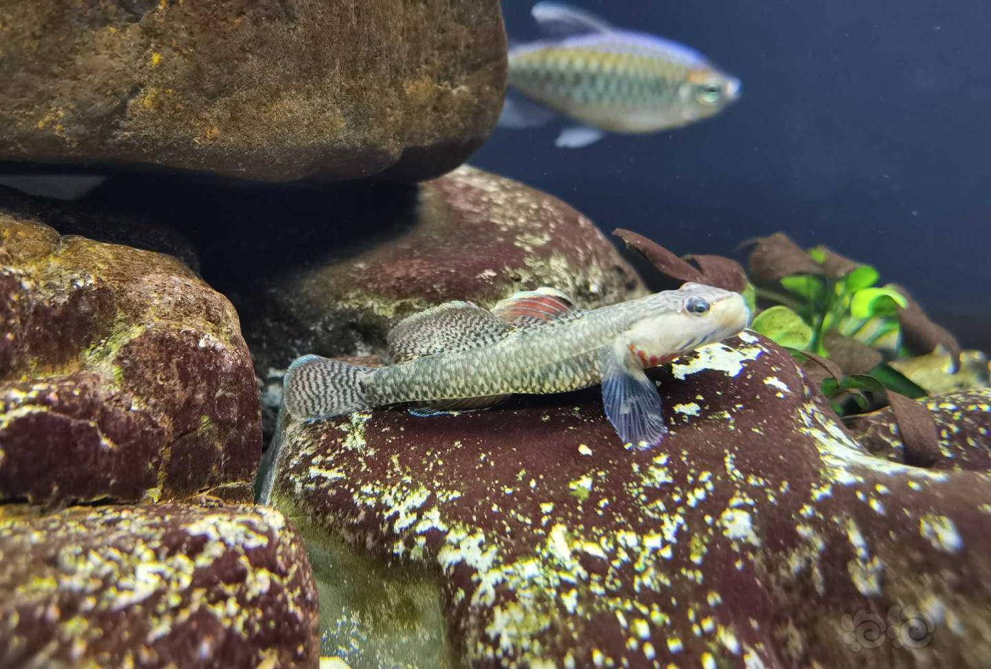 原生造景与生物 鳑鲏太难拍,没拍着缸里就这些!  最后一个华丽转身.