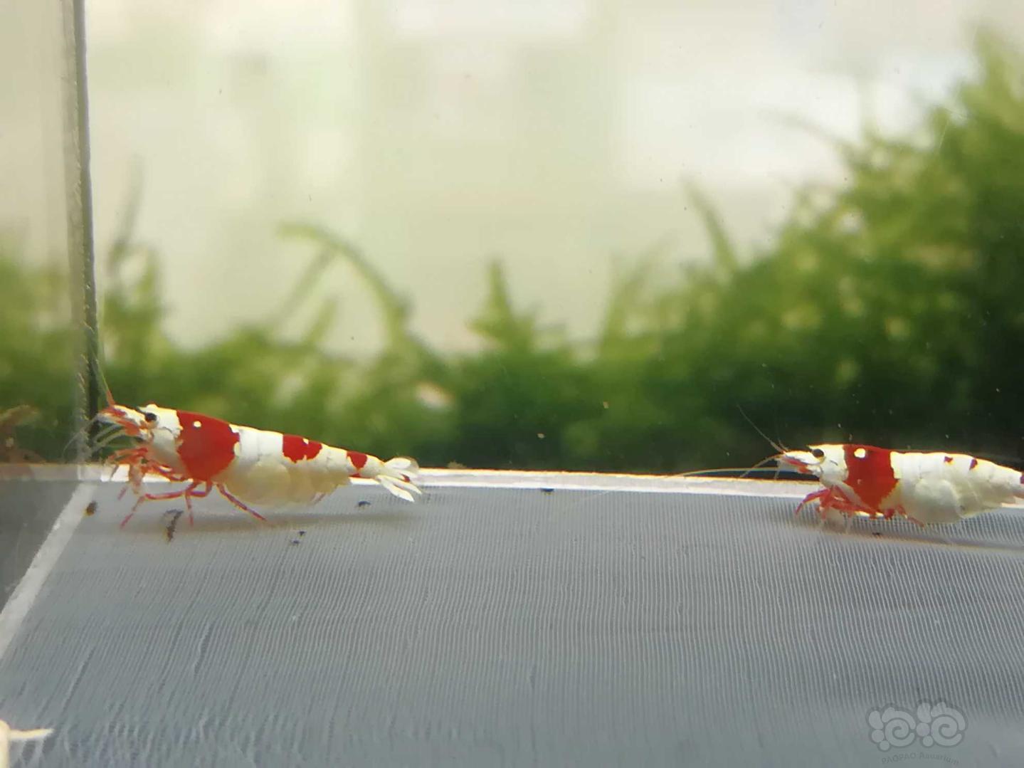 【虾】2020-10-20#RMB拍卖#红白纯血水晶虾一份4只-图2
