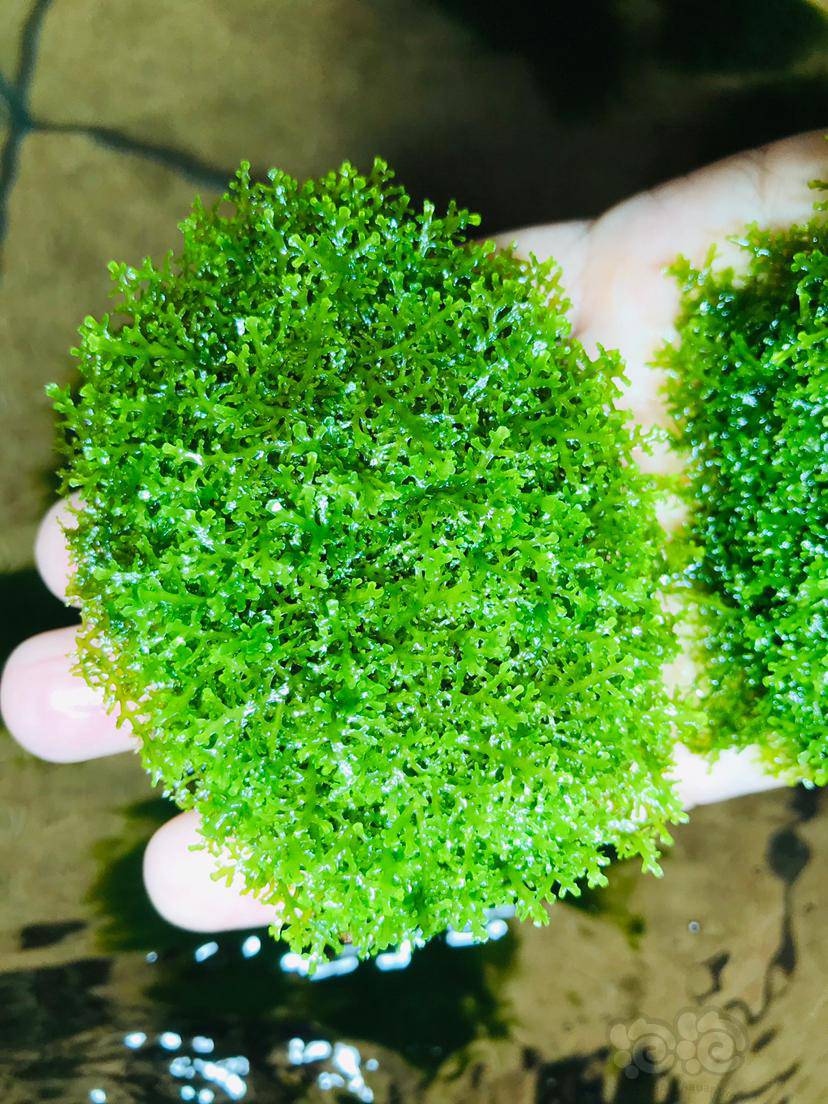 出珊瑚莫丝爪哇莫丝水晶莫丝