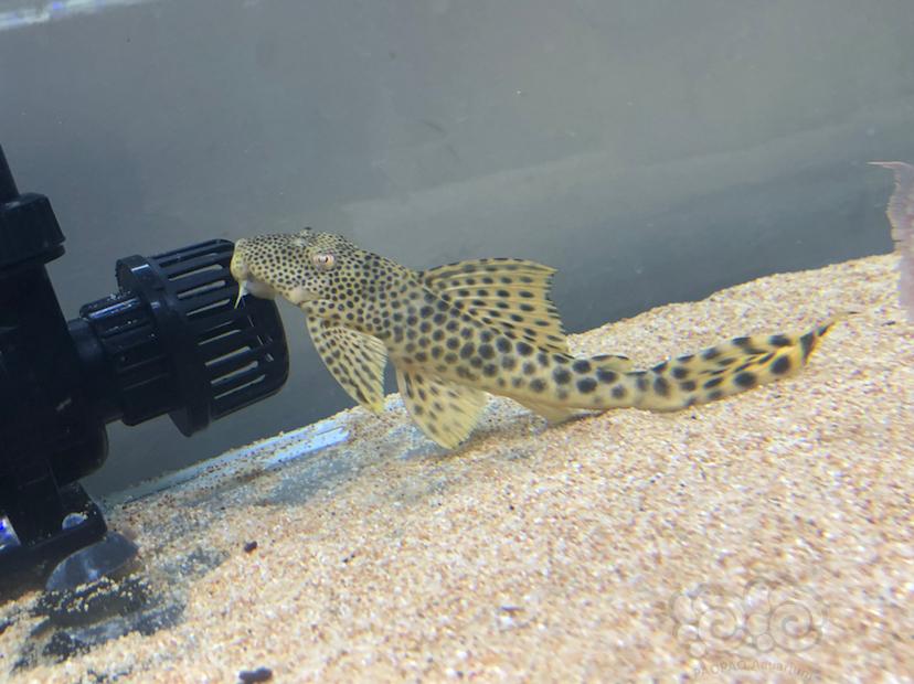 黄金美洲豹异型鱼繁殖图片