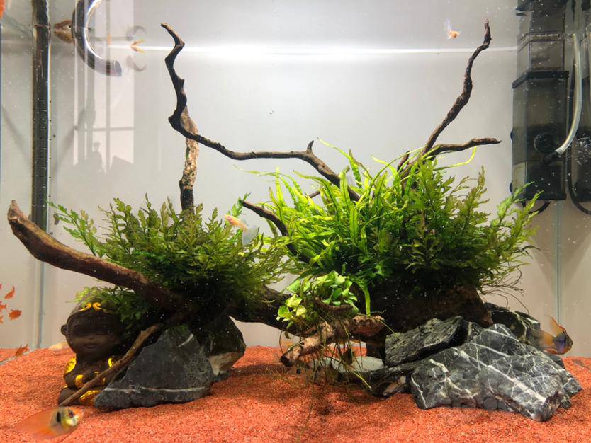 换景出矮种黑木蕨