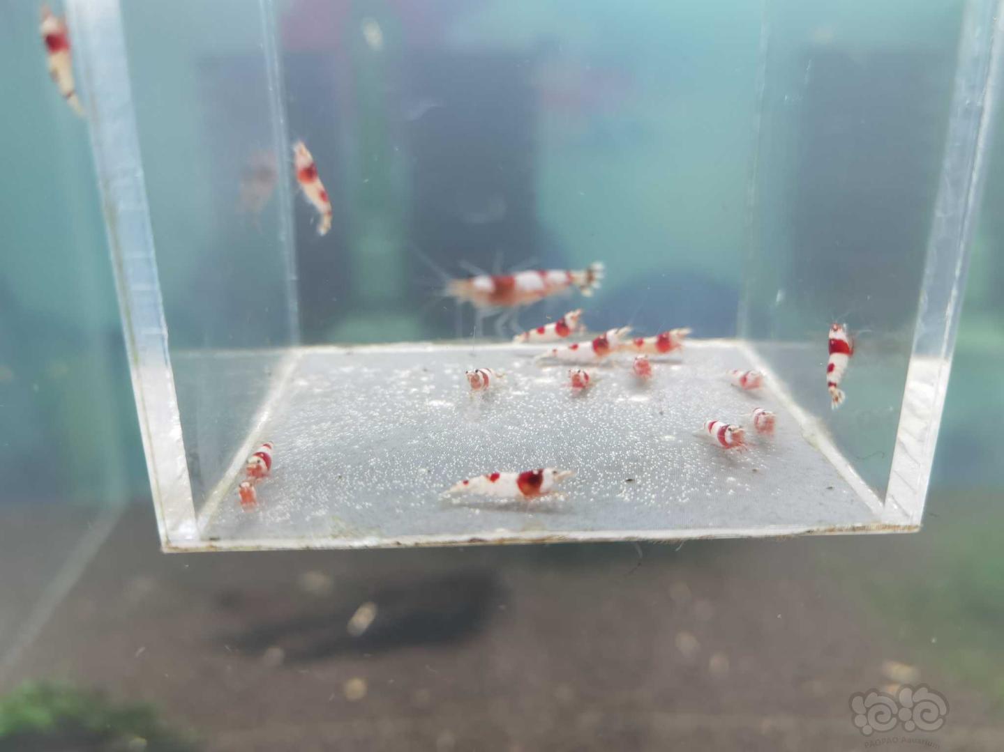 【虾】2020-10-24#RMB拍卖纯血红白苗子15只-图2