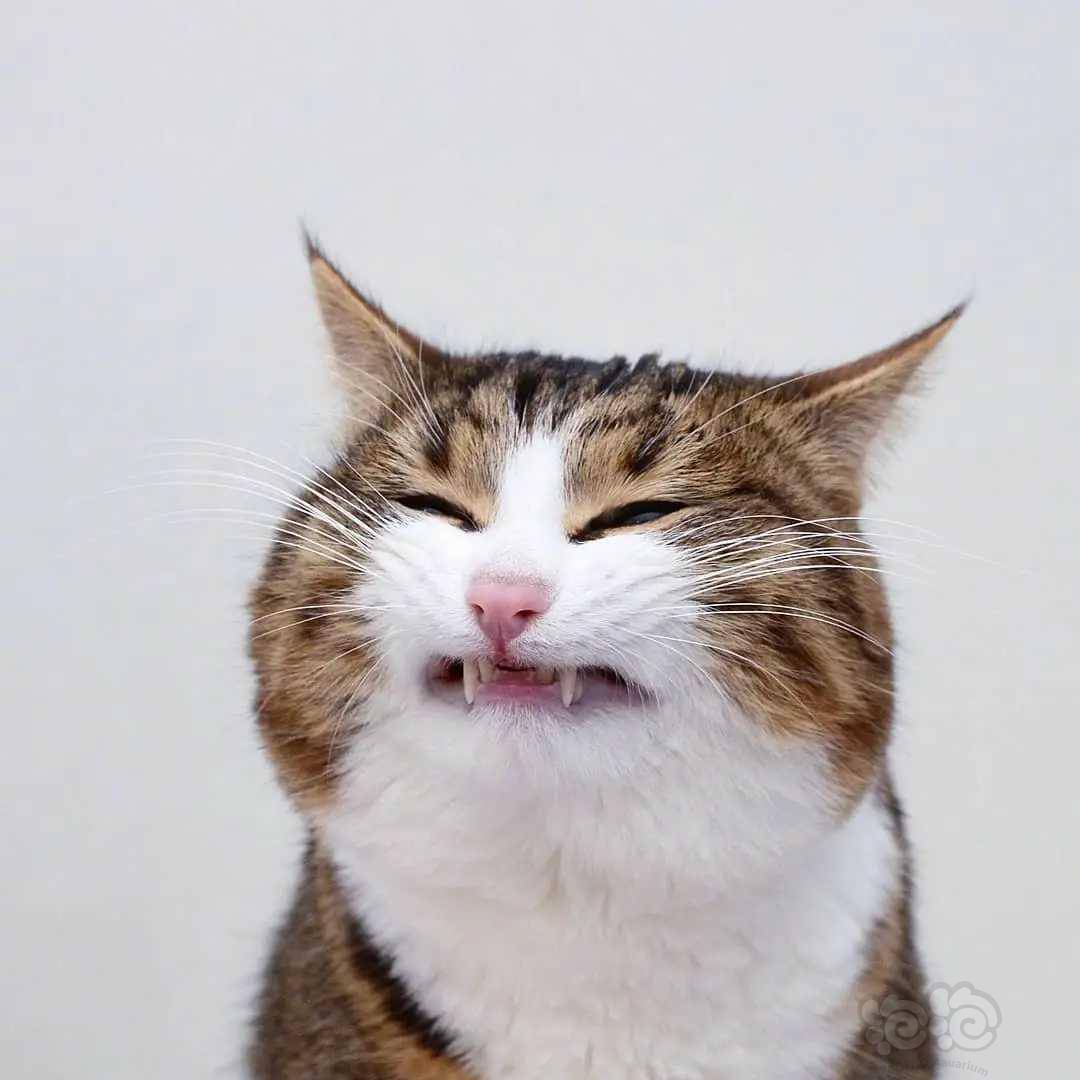 虽然天生双腿残疾行动不便但是它能用夸张可爱的表情给人带来愉悦