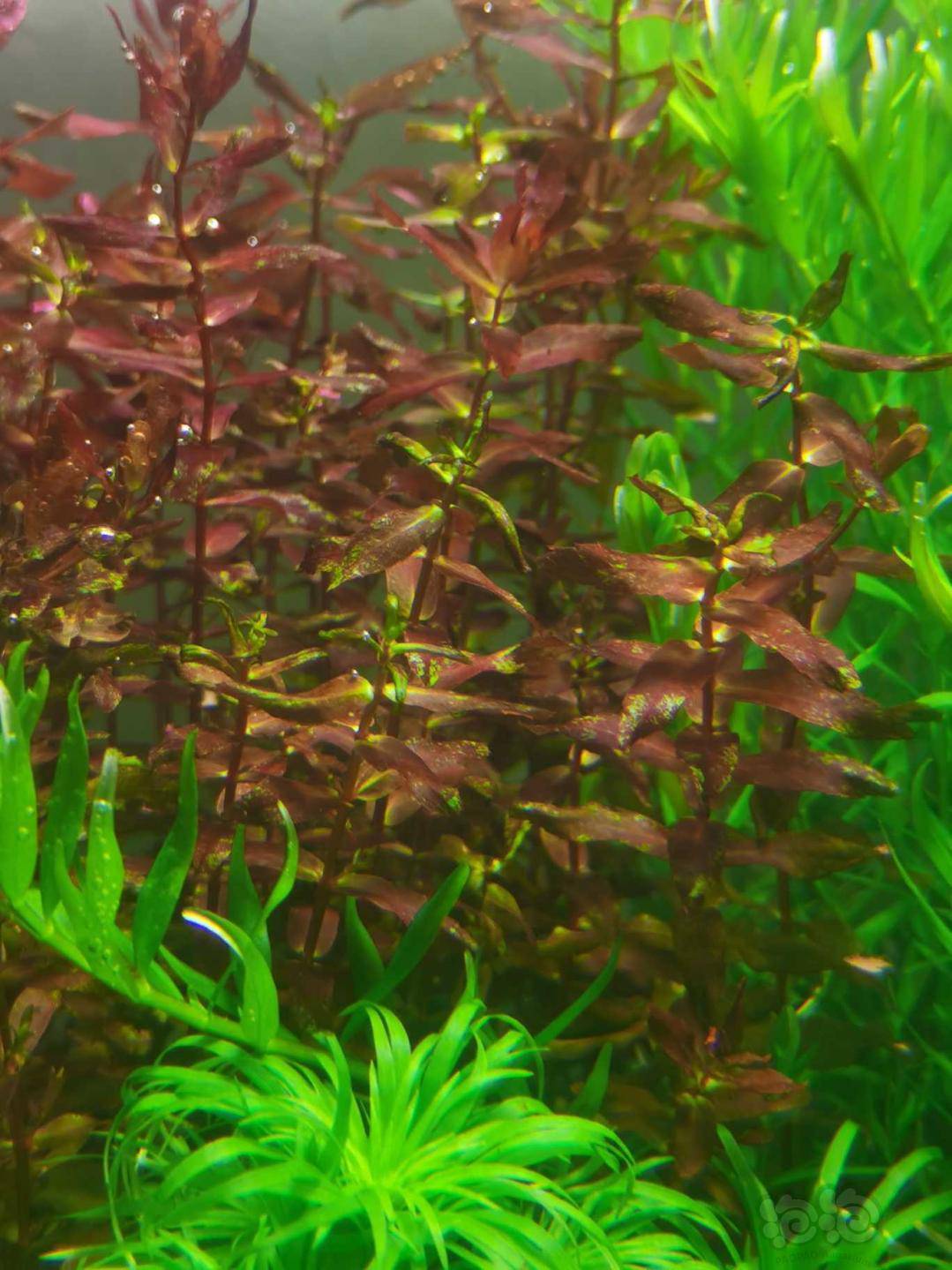 水草造景和种植 迷你红蝴蝶这是灯光不行还是缺铁肥了,种了10多天了长